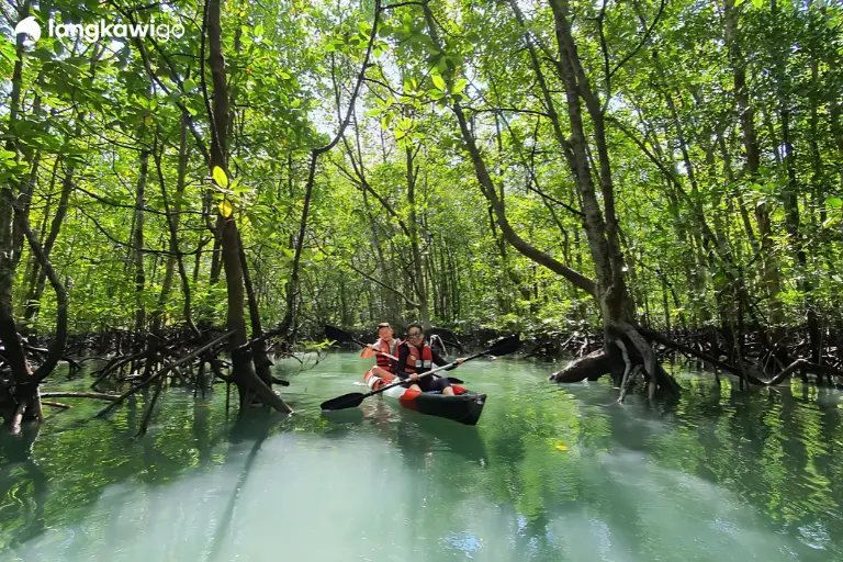 Mangrove Tour